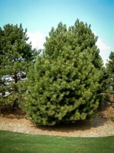 Сосна Чёрная (Pinus Nigra) купить по цене от 270.00р. в интернет-магазине «Посадика» с доставкой почтой в в Мезенье и по всей России – [изображение №1].