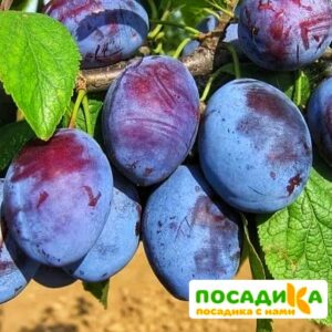 Слива Чачакская ранняя купить по цене от 229.00р. в интернет-магазине «Посадика» с доставкой почтой в в Мезенье и по всей России – [изображение №1].