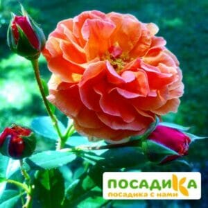 Роза Арабия купить по цене от 350.00р. в интернет-магазине «Посадика» с доставкой почтой в в Мезенье и по всей России – [изображение №1].