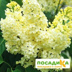 Сирень Примроуз (Primrose) купить по цене от 529.00р. в интернет-магазине «Посадика» с доставкой почтой в в Мезенье и по всей России – [изображение №1].