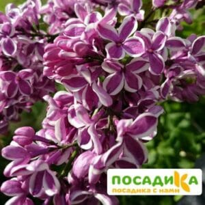 Сирень Сенсация купить по цене от 529.00р. в интернет-магазине «Посадика» с доставкой почтой в в Мезенье и по всей России – [изображение №1].