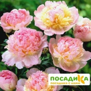 Пион Распберри Сандей (Paeonia Raspberry Sundae) купить по цене от 959р. в интернет-магазине «Посадика» с доставкой почтой в в Мезенье и по всей России – [изображение №1].