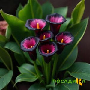 Калла Аура Лейс купить по цене от 400р. в интернет-магазине «Посадика» с доставкой почтой в в Мезенье и по всей России – [изображение №1].