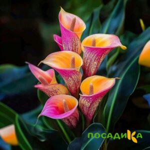 Калла Оникс купить по цене от 450р. в интернет-магазине «Посадика» с доставкой почтой в в Мезенье и по всей России – [изображение №1].