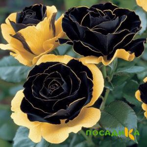 Роза Ханни Сикл купить по цене от 700р. в интернет-магазине «Посадика» с доставкой почтой в в Мезенье и по всей России – [изображение №1].