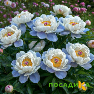 Пион акварельный Этюд купить по цене от 806р. в интернет-магазине «Посадика» с доставкой почтой в в Мезенье и по всей России – [изображение №1].