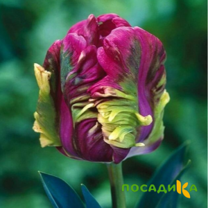 Тюльпан Экзотик Хэвен купить по цене от 186р. в интернет-магазине «Посадика» с доставкой почтой в в Мезенье и по всей России – [изображение №1].